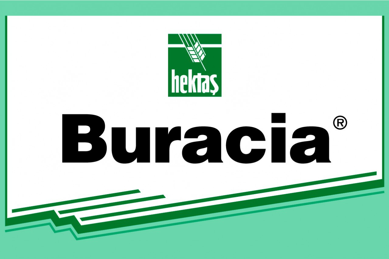 BURACİA